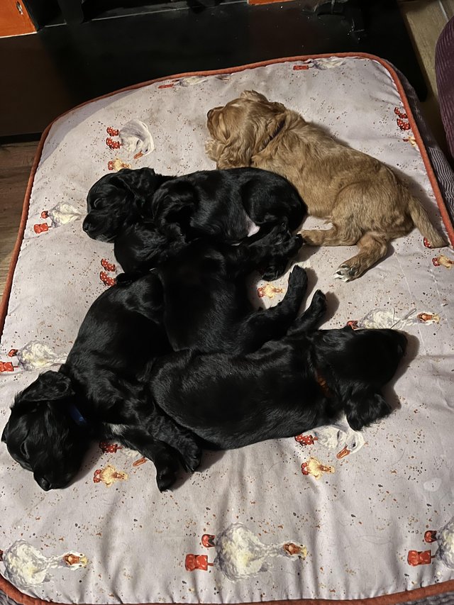 Preloved cocker hot sale spaniel puppies