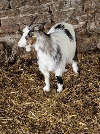 Image 2 of 12 month old pygmy weather goats
