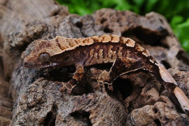 Image 5 of Stunning crested gecko hatchling with Tikis Geckos lineage