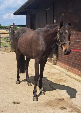 Image 3 of Lovely Connemara x Tb Filly 3yrs