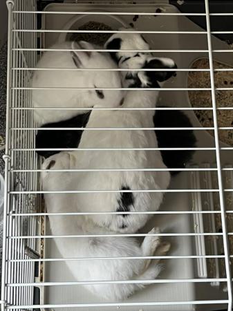 Image 2 of 2 white female rabbits 8 weeks old