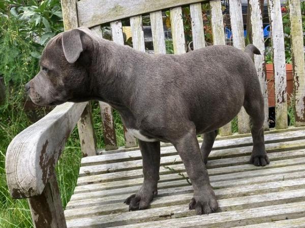Image 20 of beautiful champion blue Staffordshire boy puppy available