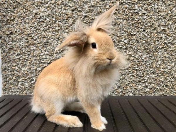 Image 7 of 11 Week Old Male Lionhead Bunny Rabbit Ready Now