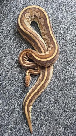 Image 7 of Royal python collection - REDUCED PRICES