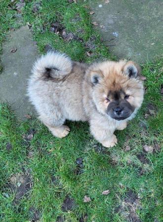 Image 7 of Ready now Kc Chowchow Puppies