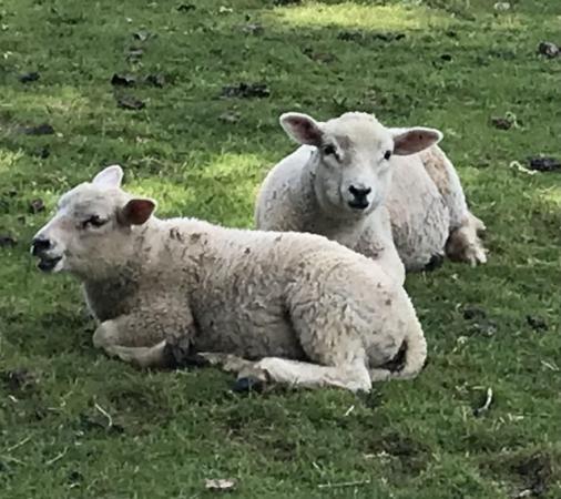Image 2 of Blue Texel cross full mouth ewe twin Texel cross wether lamb
