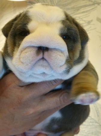 Image 12 of English Bulldog Puppies, Blue & Tan, Blue & White For Sale