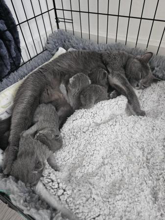 Image 6 of British Shorthair kittens