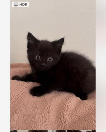 Image 6 of 1 female left , black kittens for sale
