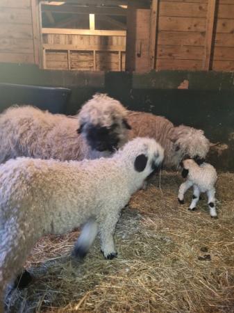 Image 2 of Valais blacknose sheep for sale