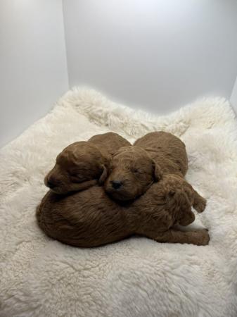 Image 4 of Cavapoo puppies stunning fox red babies available 5 april