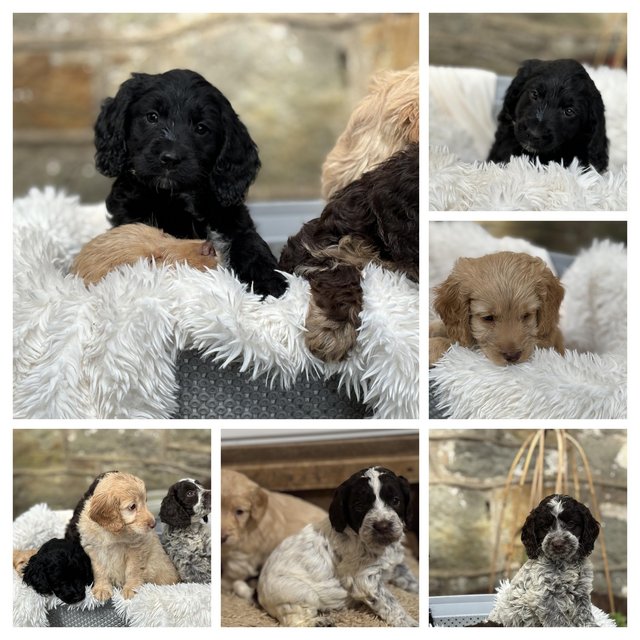 Preview of the first image of Beautiful Toy Cockerpoo Puppies 1 roan girl left.