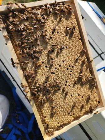 Image 5 of Spring Honey Bee Nucs 2024