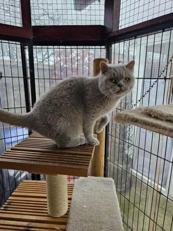 Image 2 of British Shorthair -Lilac Queen for sale
