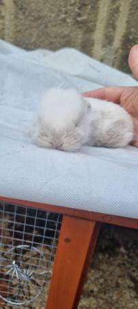 Image 4 of ** SOLD **available in 6 weeks pure breed mini lop rabbits