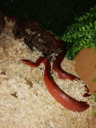 Image 3 of Pied bloodredcorn snake for sale