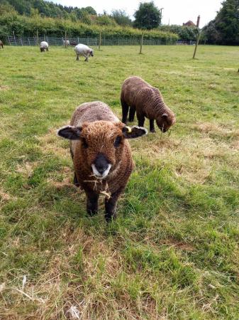 Image 7 of Ryeland coloured lambs for sale