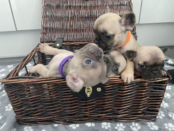Image 1 of KC Registered French Bulldog Puppies