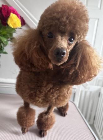 Image 3 of KC Deep Red Toy Poodle for stud