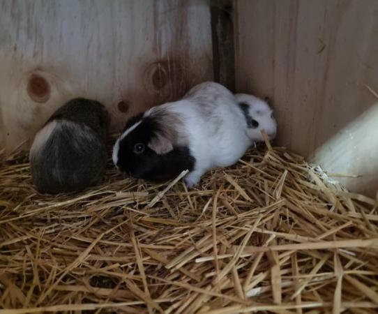 Image 4 of Guinea pigs available various colours