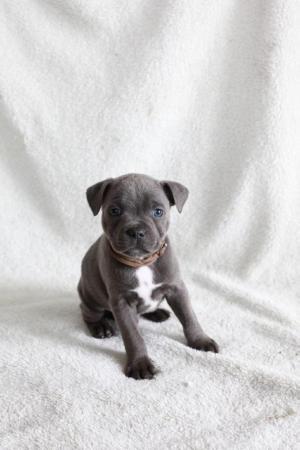 Image 32 of beautiful champion blue Staffordshire bull terrier puppies