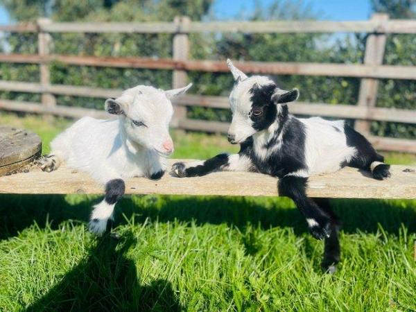 Image 2 of Pygmy Goat Wethers Available Now