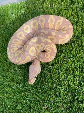 Image 3 of cb23 Male and female Royal pythons for sale