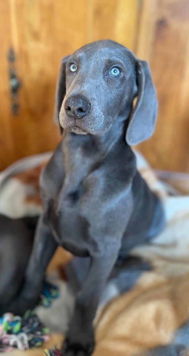 Preview of the first image of Special home needed Beautiful Blue Weimaraner Puppy.