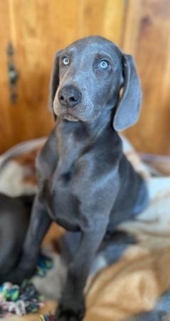 Image 1 of Special home needed Beautiful Blue Weimaraner Puppy