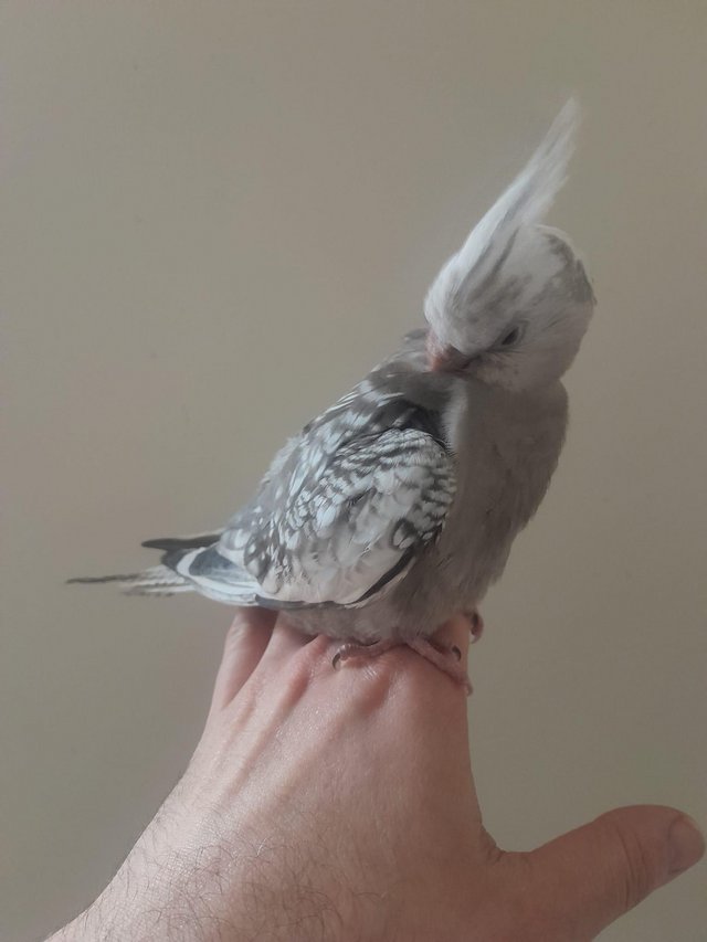 Preview of the first image of Beautiful baby hand reared cockatiel.