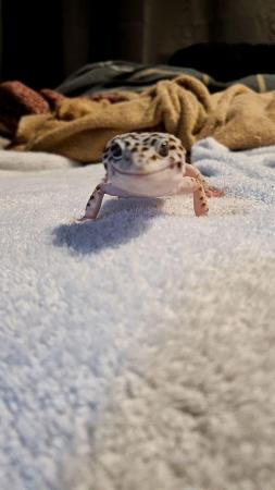 Image 3 of 2 year old male Leopard Gecko