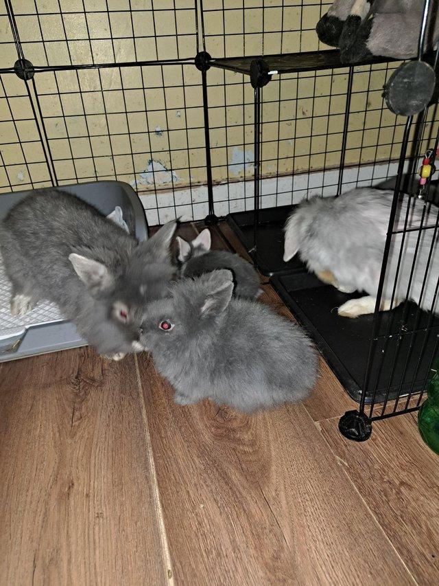 Preview of the first image of Rabbits for sale mum dad and babies.