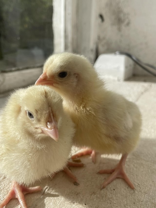 Preview of the first image of Turkey poults, ducklings, chickens and geese.