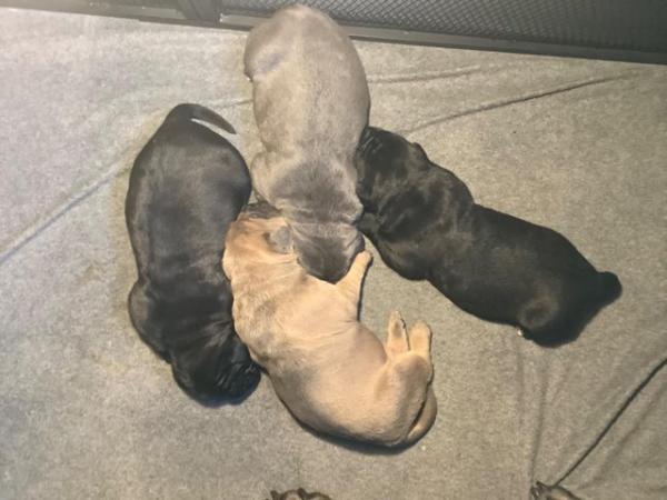 Image 1 of 7 week old cane corso for sale