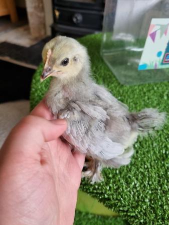 Image 1 of Lavender peking bantam sexed chicks for sale