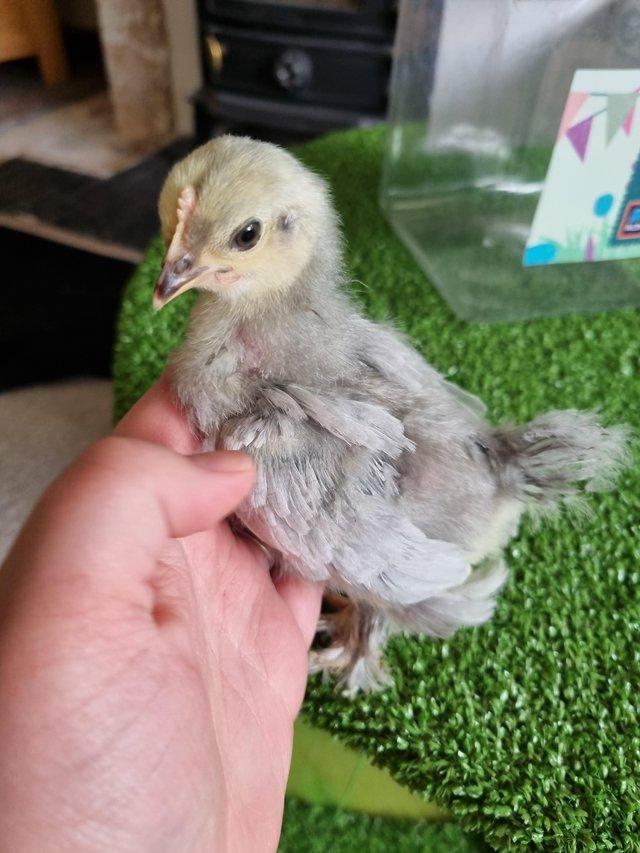 Preview of the first image of Lavender peking bantam sexed chicks for sale.
