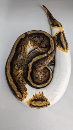 Image 2 of Cb20 yellowbelly genex pied royal python