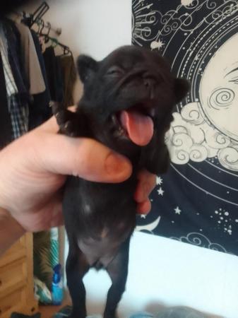 Image 2 of Beautiful little pug puppies for sale