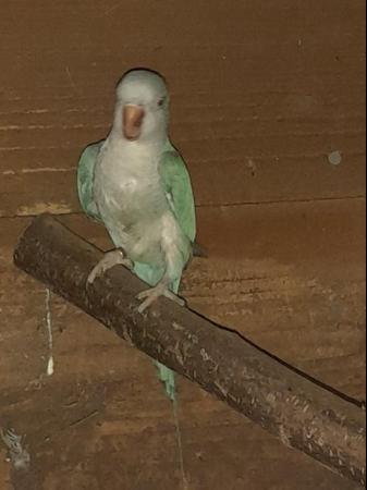 Image 2 of Proven breed pair of Quaker parakeets