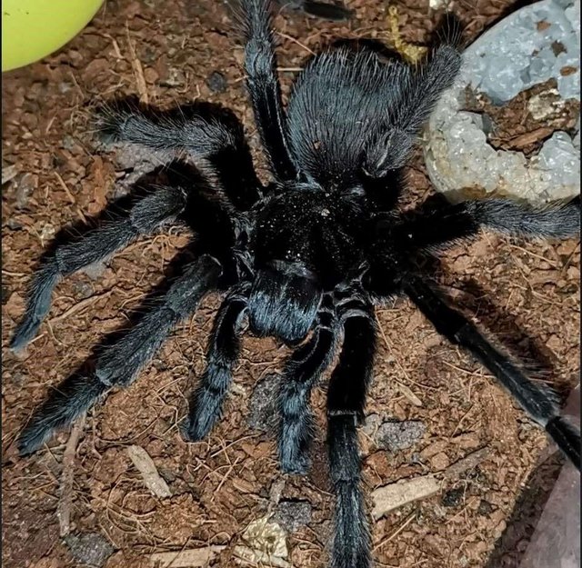 Preview of the first image of Male tarantulas looking for love..