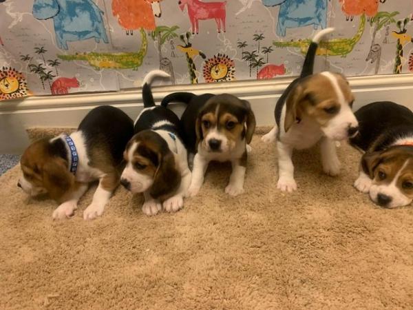 Image 11 of Adorable beagle puppy - ready for a new home
