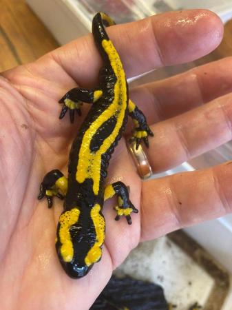 Image 4 of Fire salamanders lovely looking