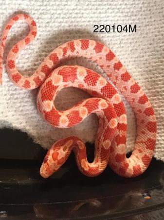 Image 4 of Amel & Normal Baby corn snakes