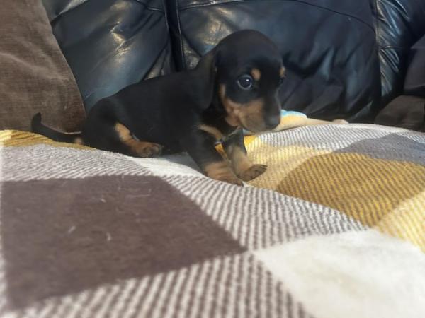 Image 10 of Dachshund x jack Russell puppies  LAST BOY