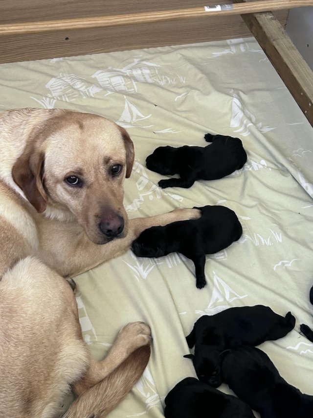 Preview of the first image of Labradors puppy’s all black.