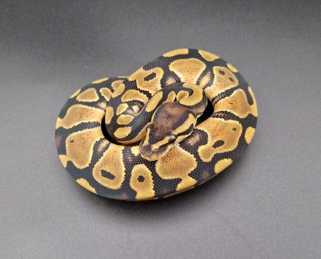 Preview of the first image of Fire Double Het Clown Pied Female Ball Python 230806.