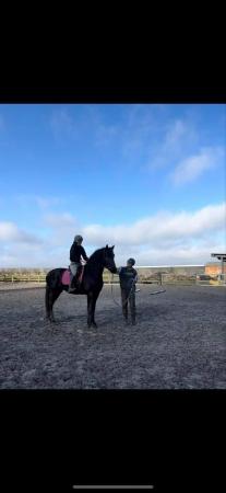 Image 1 of 4 yr old Friesian gelding from wimer 461