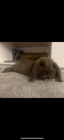 Image 2 of neutered male rabbit andover based