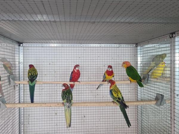 Image 3 of FINCHES,CANARYS,PARAKEETS,PARROTS