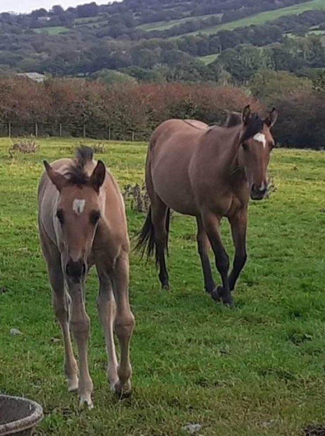 Preview of the first image of Stunning Welsh D x QHGrulla filly.